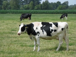 Judge Arrested For Cattle Rustling And In Case You’re Wondering, Yes, It’s 2022.